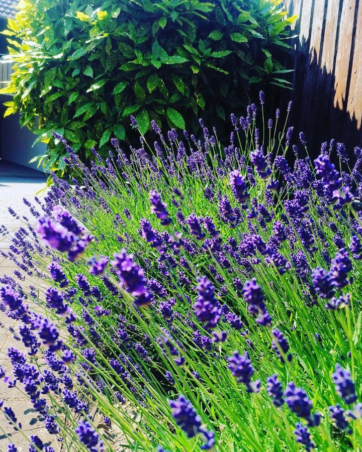 Ferienwohnung Lavanda Rust Dış mekan fotoğraf